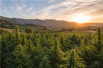 Everybody Left Cannabis Before Washington Changed Course, but This One Built a Farm