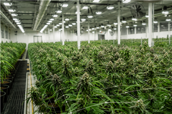 $4.5 Million Could Unlock a Major Cannabis Market