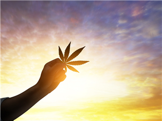Dually-Listed Cannabis Stock Sees Significant Premarket Buying Pressure