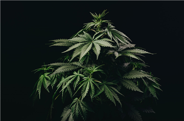 Canadian Cannabis Edibles Company Completes First Australian Export, Generating $350,000 in Revenue