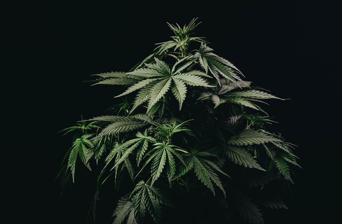 Penny Stock Of The Day: Leef Brands Inc Com