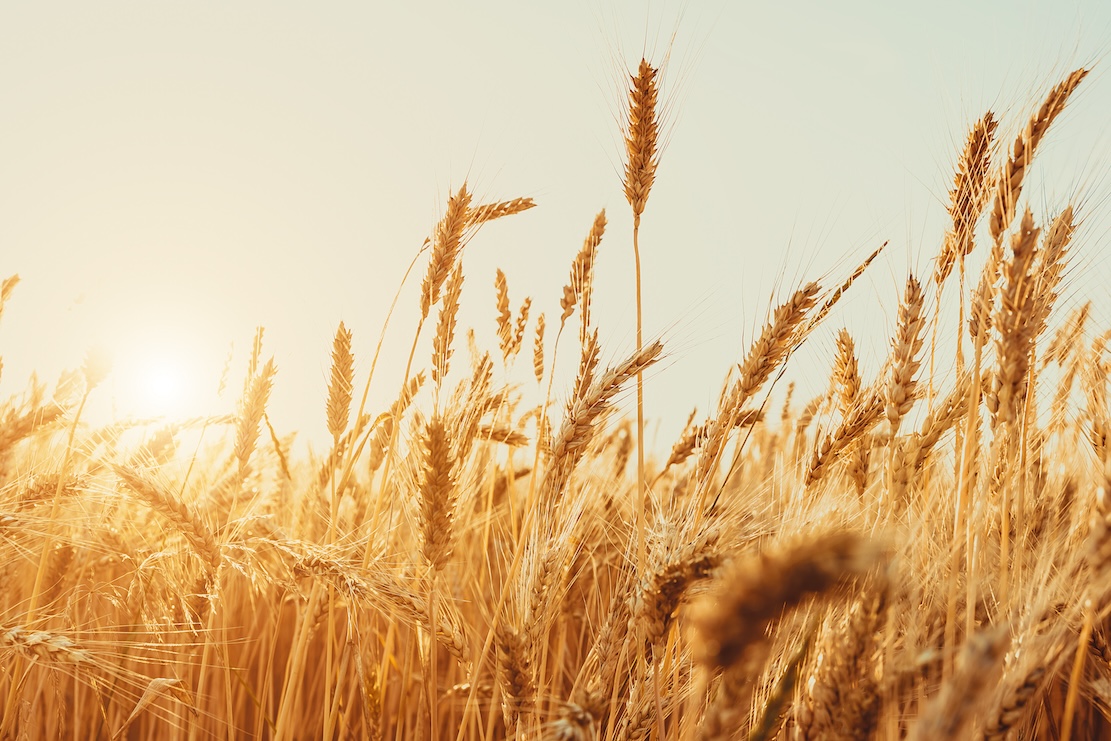Penny Stock Of The Day: Teucrium Wheat Fund